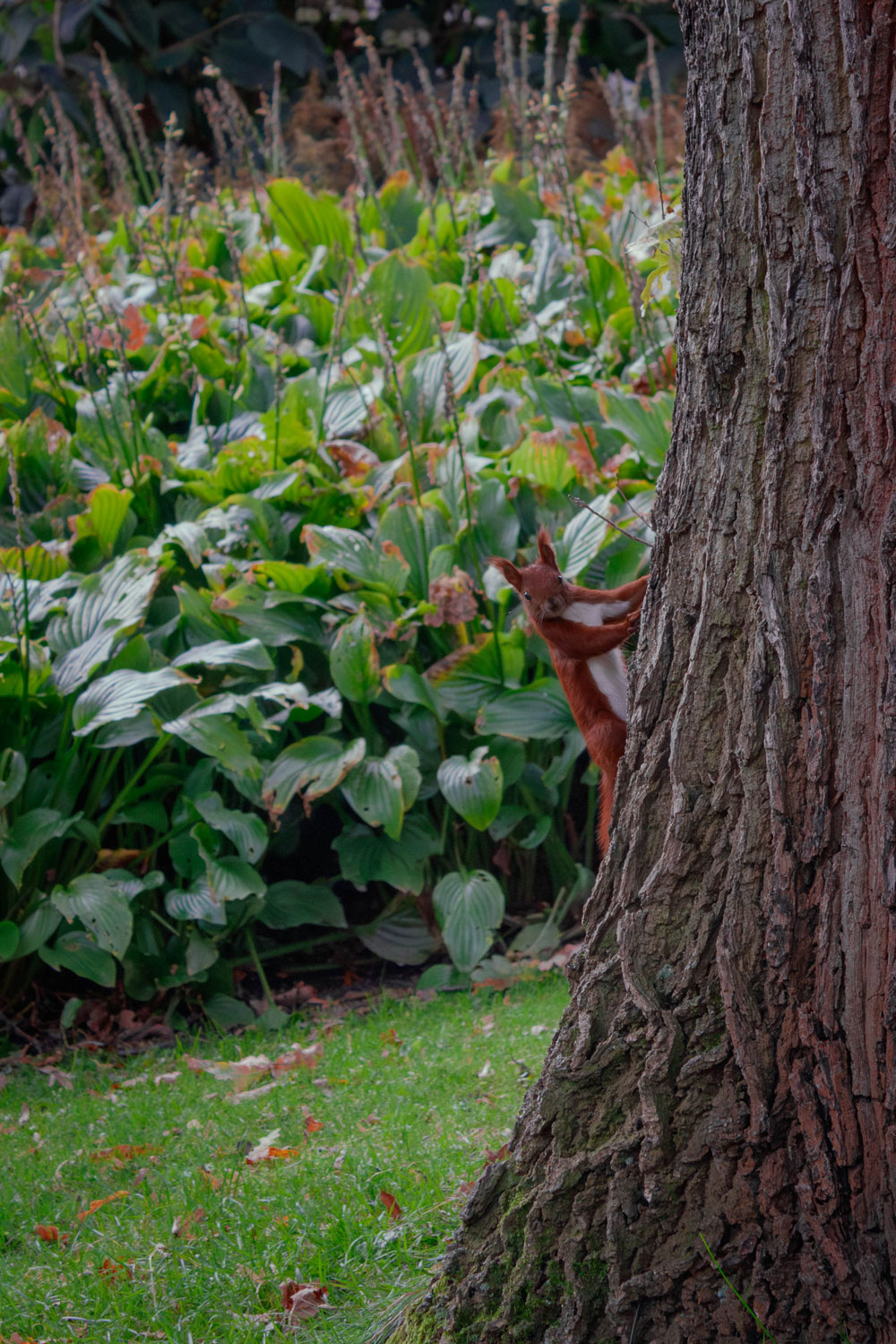 Eichhörnchen am Baum schaut in Kamera